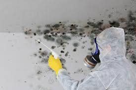 Best Mold Remediation for Vacation Homes  in Hasley Nyon, CA